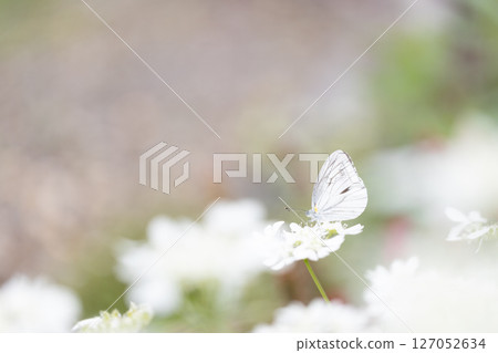 A striped white butterfly approaching an Orlaya 127052634