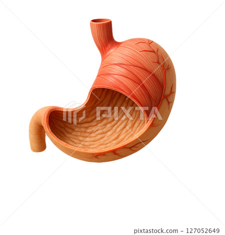 胃的橫切面模型|學習消化系統的醫學教材 胃的橫切面模型|學習消化系統的醫學教材 127052649