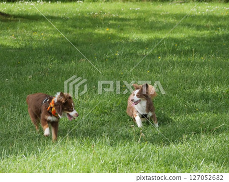 Two dogs are playing in a grassy field 127052682