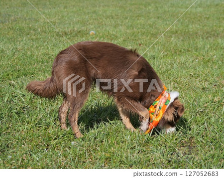 Brown dog is sniffing the grass in a field 127052683