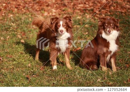 Two brown and white dogs are sitting on the grass 127052684