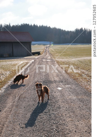 Two dogs are walking down a dirt road in front of a red barn 127052685