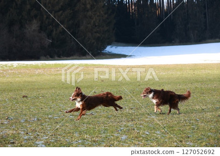 Two dogs are running in a field Two dogs are running in a field 127052692