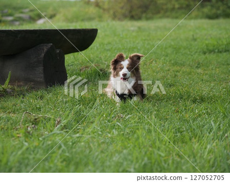 Brown and white dog is laying in the grass Brown and white dog is laying in the grass 127052705