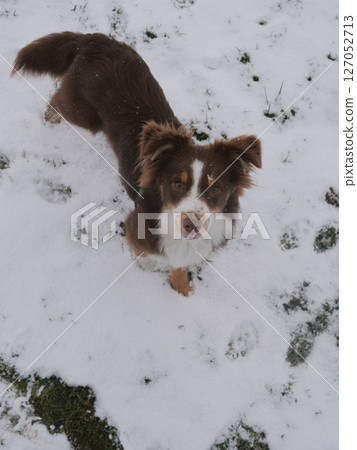 Brown and white dog is standing in the snow 127052713