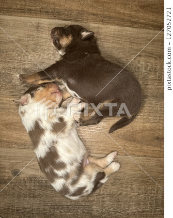 Two puppies are sleeping on a wooden floor 127052721