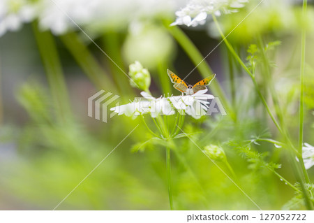 A small orange butterfly, a copper butterfly, approaches an Orleans amphitheater. 127052722