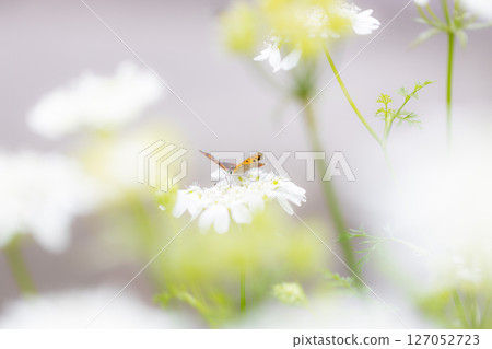 一隻小橙色蝴蝶，一隻銅色的蝴蝶，飛近奧爾良圓形劇場。 127052723