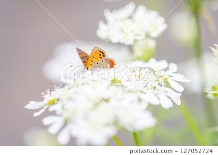 A small orange butterfly, a copper butterfly, approaches an Orleans amphitheater. 127052724