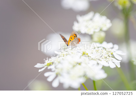 A small orange butterfly, a copper butterfly, approaches an Orleans amphitheater. 127052725