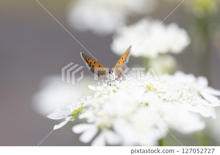 一隻小橙色蝴蝶，一隻銅色的蝴蝶，飛近奧爾良圓形劇場。 127052727