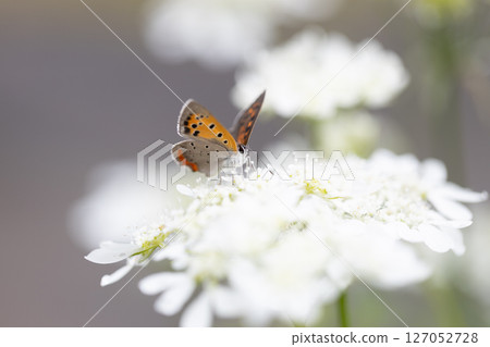 一隻小橙色蝴蝶，一隻銅色的蝴蝶，飛近奧爾良圓形劇場。 127052728