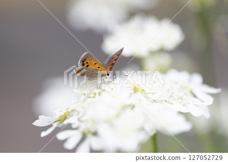 一隻小橙色蝴蝶，一隻銅色的蝴蝶，飛近奧爾良圓形劇場。 127052729