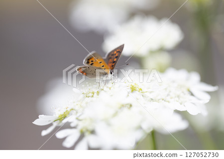 A small orange butterfly, a copper butterfly, approaches an Orleans amphitheater. A small orange butterfly, a copper butterfly, approaches an Orleans amphitheater. 127052730