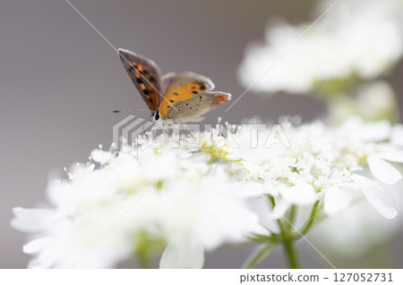 一隻小橙色蝴蝶，一隻銅色的蝴蝶，飛近奧爾良圓形劇場。 127052731