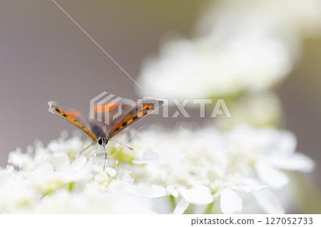 一隻小橙色蝴蝶，一隻銅色的蝴蝶，飛近奧爾良圓形劇場。 127052733