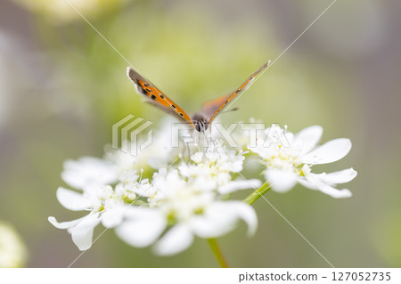 一隻小橙色蝴蝶，一隻銅色的蝴蝶，飛近奧爾良圓形劇場。 127052735