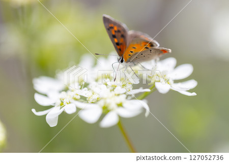一隻小橙色蝴蝶,一隻銅色的蝴蝶,飛近奧爾良圓形劇場。 一隻小橙色蝴蝶,一隻銅色的蝴蝶,飛近奧爾良圓形劇場。 127052736