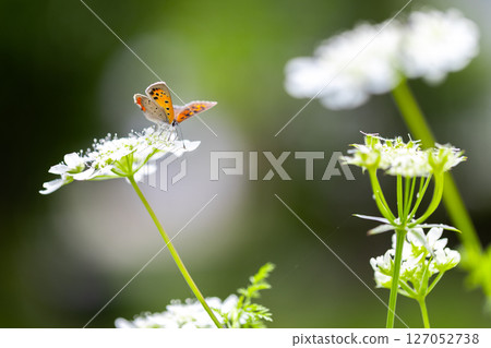 A small orange butterfly, a copper butterfly, approaches an Orleans amphitheater. 127052738