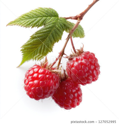 Wild raspberries hanging on a branch on a white background, showing an abundance of fresh berries 127052995