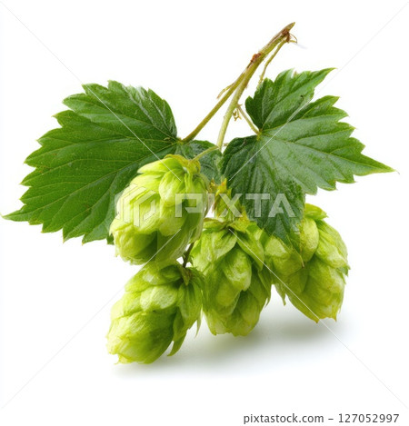 Medicinal hops showcase vibrant green freshness and natural beauty on a clean white background 127052997