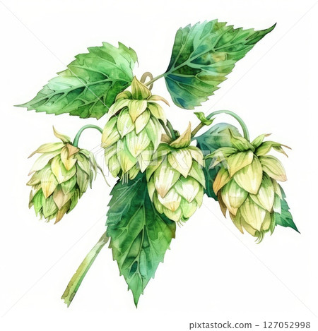 Watercolor depiction of hop plants with fresh green leaves on a clear white background 127052998
