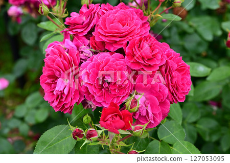 A red rose A red rose 127053095