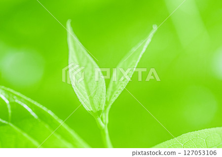 有水下落的年輕葉子 有水下落的年輕葉子 127053106