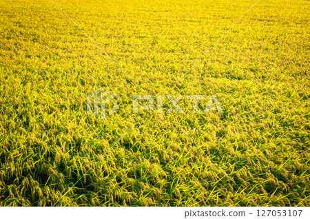 Golden ripe rice Golden ripe rice 127053107