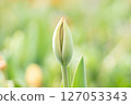 鬱金香花蕾預示著春天的到來 鬱金香花蕾預示著春天的到來 127053343
