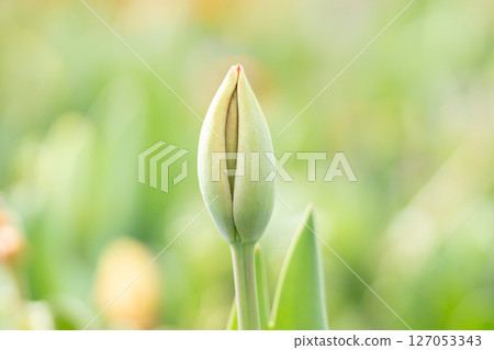 Tulip buds signal the arrival of spring 127053343