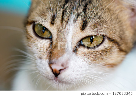 Extreme close-up of a cat's eyes with intense focus and detail 127053345