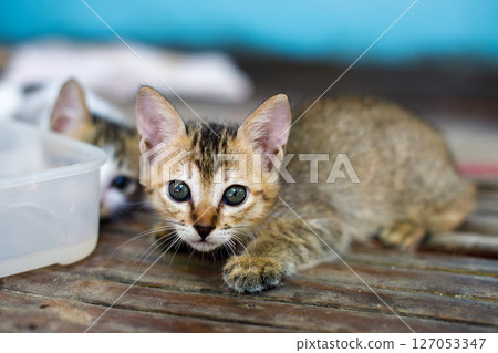 Two kittens lying on wooden floor near a bowl, looking curious and cautious 127053347