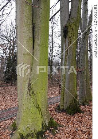 Tree trunks growing nearby on the territory of the Botanical Garden of the National University of Life and Environmental Sciences of Ukraine 127053391