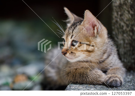 Kitten Looking Off to the Side Kitten Looking Off to the Side 127053397