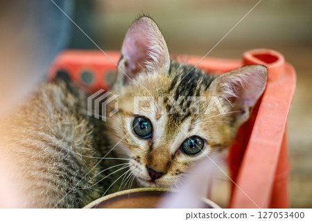 Stray kitten hiding in red plastic container Stray kitten hiding in red plastic container 127053400