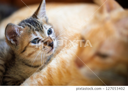 Small kitten snuggling peacefully with its ginger mother, symbolizing safety and love Small kitten snuggling peacefully with its ginger mother, symbolizing safety and love 127053402