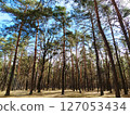 Tall pine trees in the forest penetrated by rays of sunlight 127053434