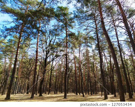 Tall pine trees in the forest penetrated by rays of sunlight Tall pine trees in the forest penetrated by rays of sunlight 127053434