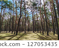 Tall pine trees in the forest penetrated by rays of sunlight 127053435