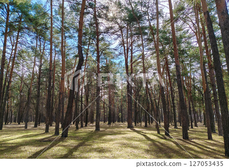 Tall pine trees in the forest penetrated by rays of sunlight Tall pine trees in the forest penetrated by rays of sunlight 127053435