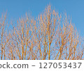 Trees without leaves in autumn forest against blue sky 127053437
