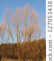 Trees without leaves in autumn forest against blue sky 127053438