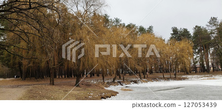 Trees without leaves in autumn forest against blue sky 127053439