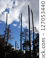 Broken trunks of tall trees reach into the sky after a plane crash 127053440