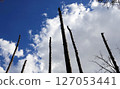 Broken trunks of tall trees reach into the sky after a plane crash 127053441