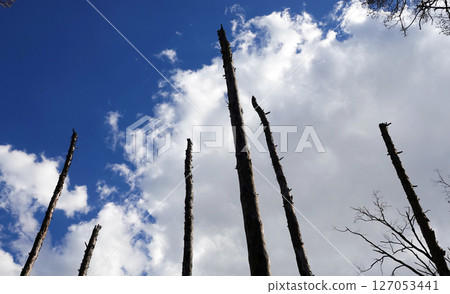 Broken trunks of tall trees reach into the sky after a plane crash 127053441