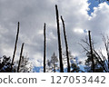Broken trunks of tall trees reach into the sky after a plane crash 127053442