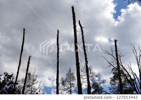 Broken trunks of tall trees reach into the sky after a plane crash 127053442