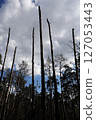 Broken trunks of tall trees reach into the sky after a plane crash 127053443